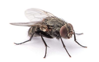 Flies